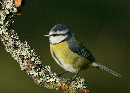 Blue Tit <i>Cyanistes caeruleus</i>